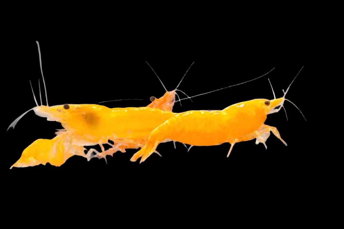 ORANGE SAKURA SHRIMP XL (Neocaridina denticulata Var) Taiwan S grade 2402